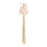 Soft Pink Bunny Tail Pampas Grass