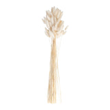 Natural Off White Bunny Tail Pampas Grass