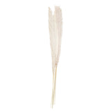 Bleached Pampas Grass Decorations